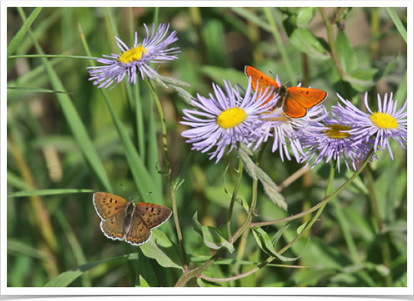 Ruddy Copper pair